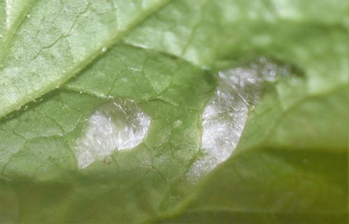 Cecidophyes nudus